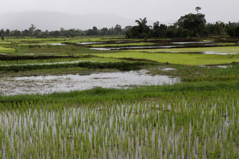 rice paddies